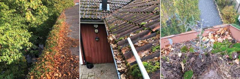 Hängrännor med mossa, växter samt löv